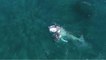 Environnement : les images impressionnantes d'un requin attaquant une baleine