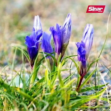 Gentiana bunga paling malu di dunia