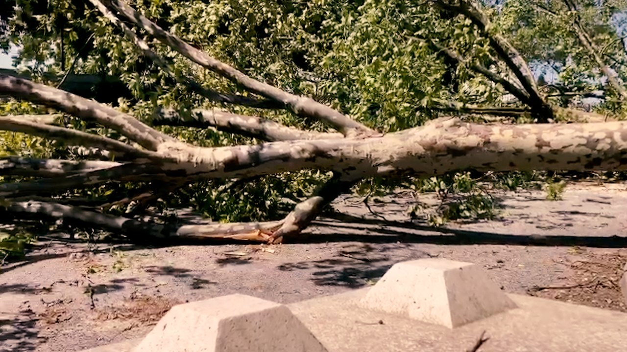 « Pour qu’un arbre pousse il faut du temps » : stupéfaction devant les arbres coupés à Paris