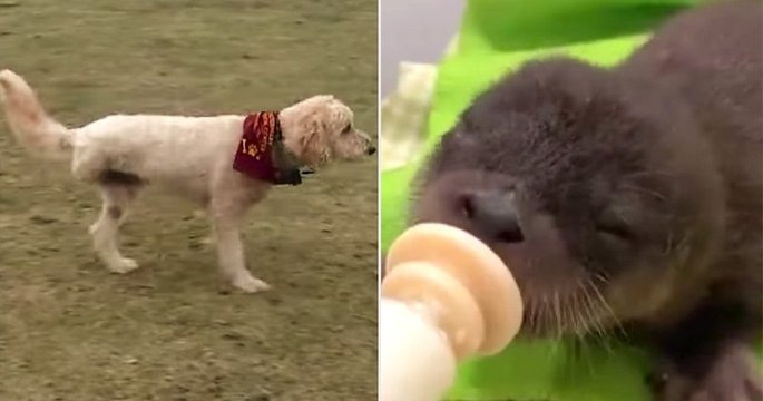 États-Unis : un chien lourdement handicapé se jette dans une rivière pour sauver un bébé loutre