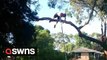 Aussie pole vaulter practices jumps by leaping over a TREE