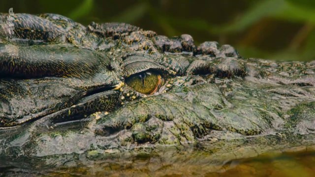 Les derniers paradis sauvages - Bornéo, la forêt sacrée
