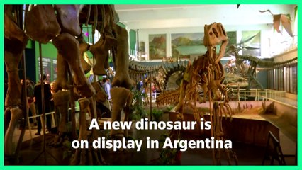 A new dinosaur is on display in Argentina