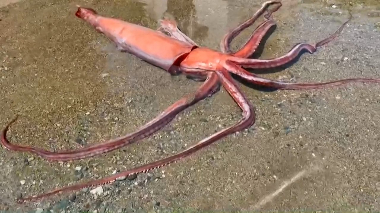Riesenkalmar an japanischer Küste angeschwemmt