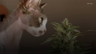 Envenenamiento por marihuana entre mascotas en máximo histórico en los Estados Unidos