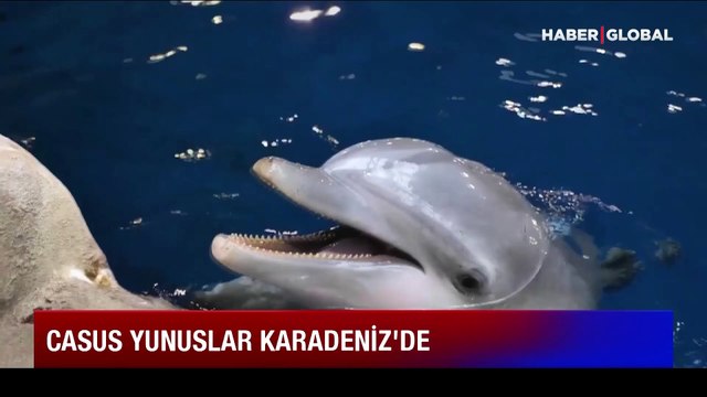 Rusya Karadeniz’deki üssünü korumak için limana eğitimli yunuslar yerleştirdi