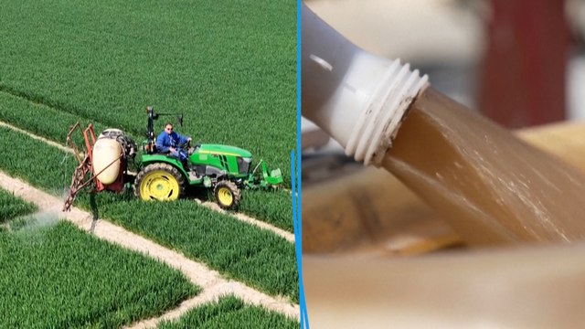 A Saclay, des agriculteurs utilisent de l'urine humaine comme engrais pour la culture du blé