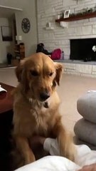 Golden Retriever Gives Awkward Grin