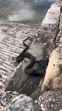 Big Water Snake Eating a Fish