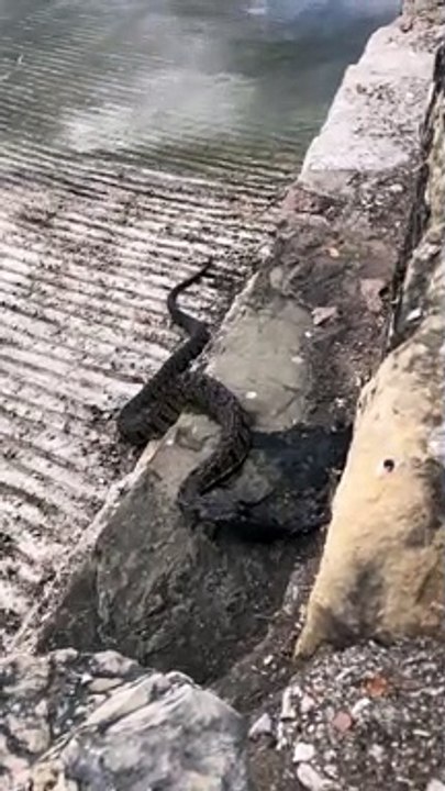 Big Water Snake Eating a Fish