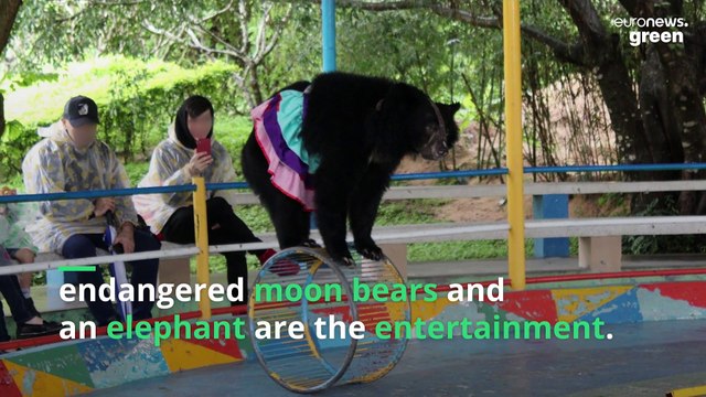 Abusement parks in Vietnam: The dark side of entertaining tourists on Monkey Island