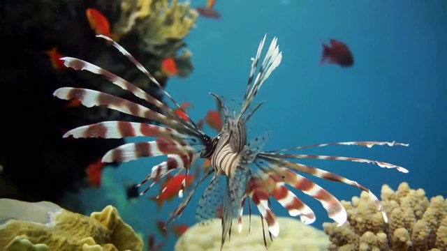 Underwater Predators Race of Life Episode 10 Free Documentary Nature