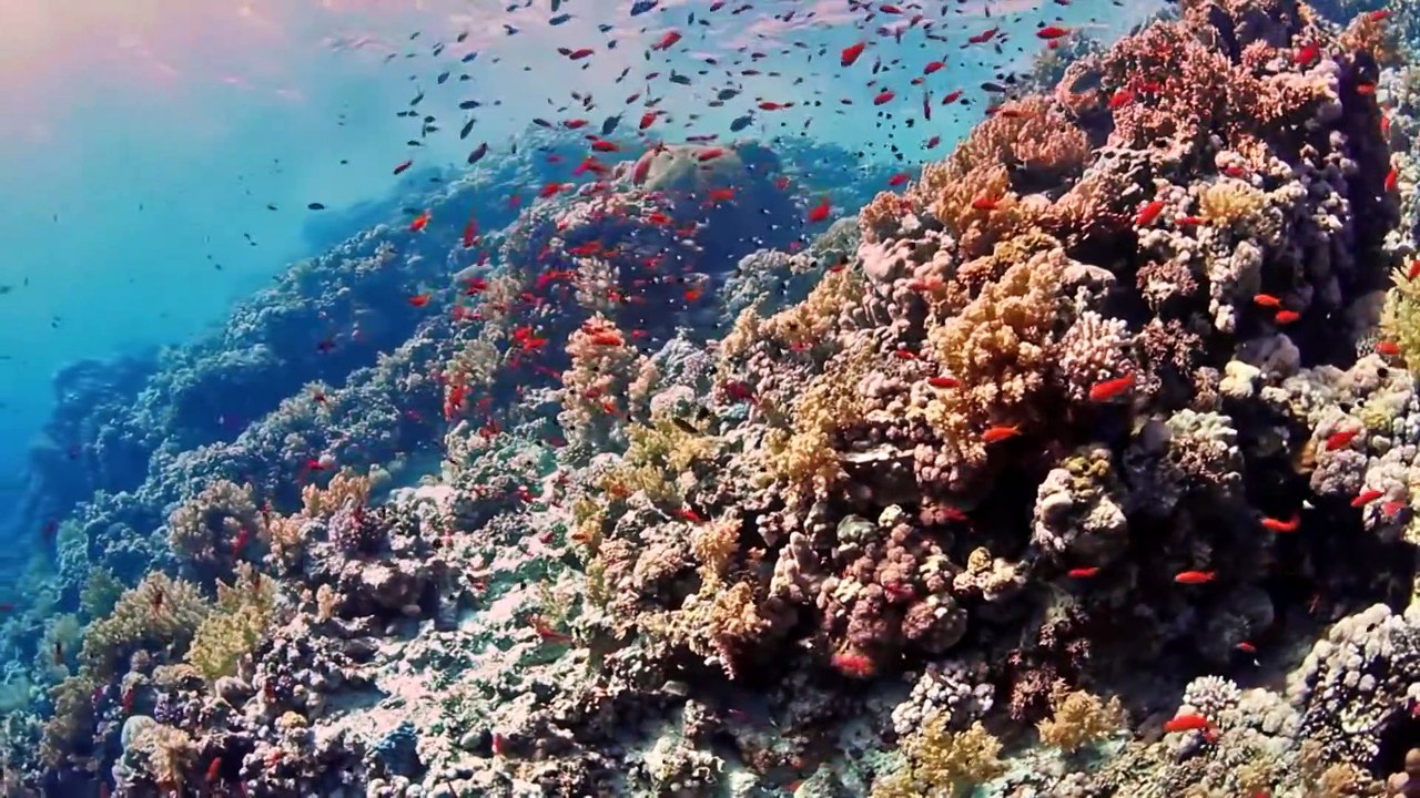 Underwater Defenses   Race of Life   Episode 11   Free Documentary Nature