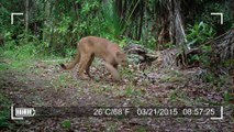 The Wild Soul of the Everglades National Park   Free Documentary Nature