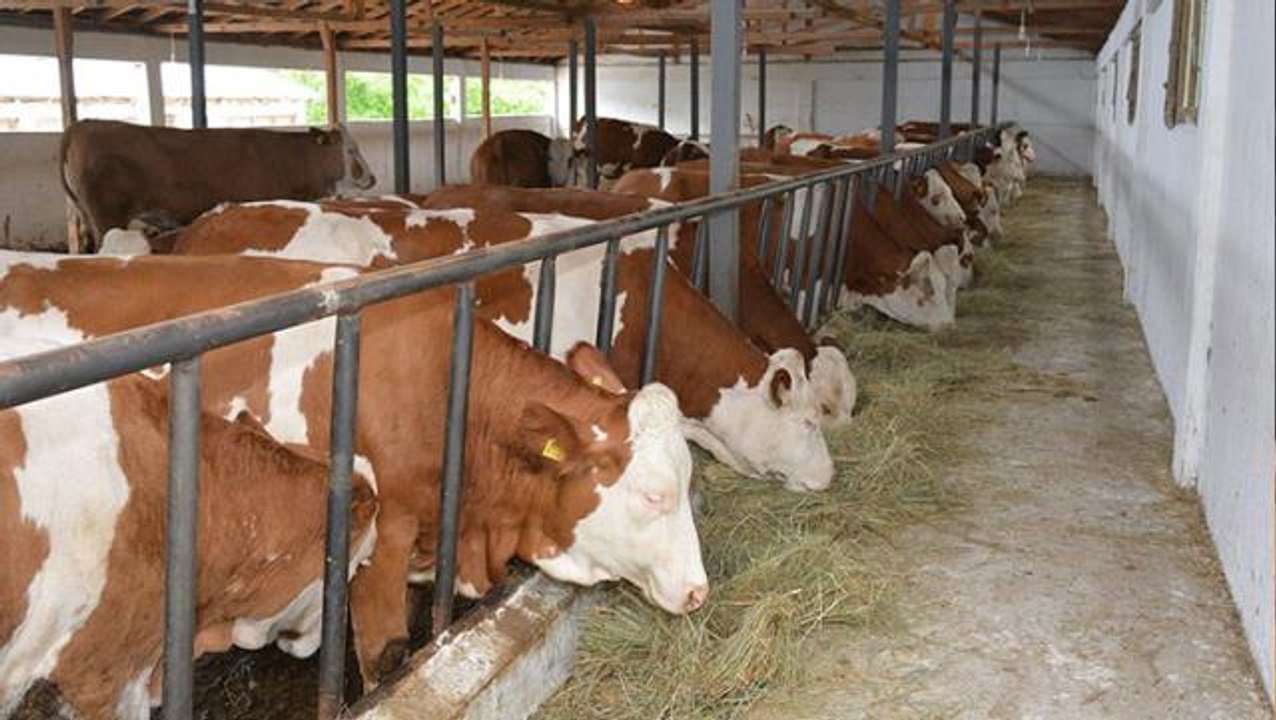Yeni doğan buzağının kafasındaki 7 rakamı hayrete düşürdü: Bu resmen mucize