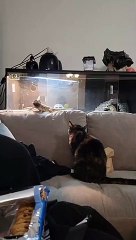 Lizard Leaps at Cat on Couch