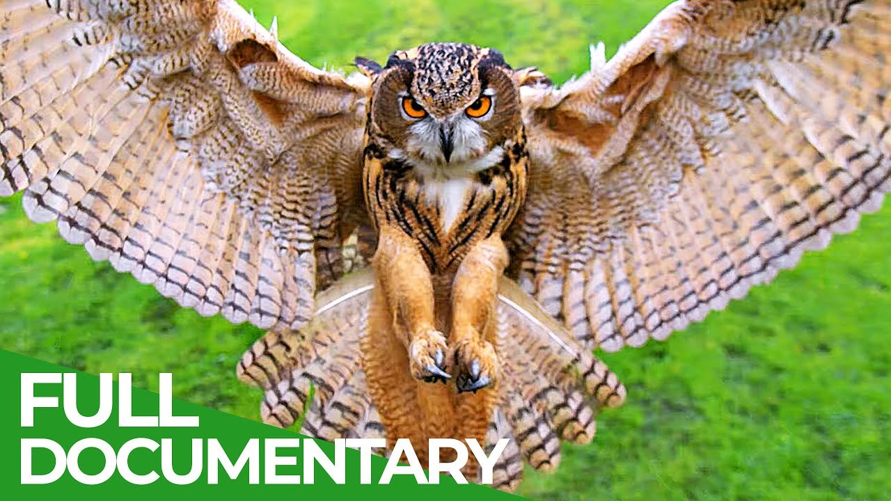 Free Documentary Nature Hunter & Prey Race of Life Episode 7