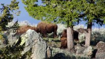 Yellowstone - The Breathtaking Beauty of America's First National Park   Free Documentary Nature