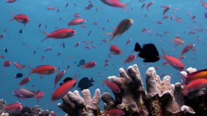 Survival of the Fittest   Race of Life   Episode 1   Free Documentary Nature