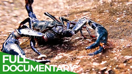 Episode 3 of The Great Desert Race Race of Life is a free documentary about nature.