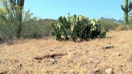 Most Venomous   Wild Ones   Episode 10   Free Documentary Nature