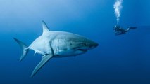 The Rise of the Great White Shark: An 11-Million-Year-Old Story Free Documentary Nature