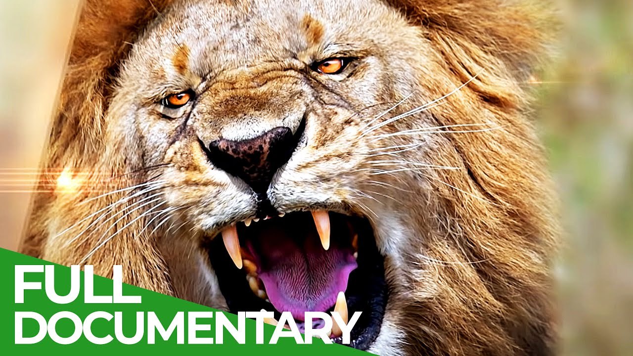 Who is the King of the Wild Ones? Episode 13 of the Free Documentary Nature Series Who is the King of the Wild Ones?