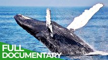 Free Documentary Nature Giants in Danger - The Battle for Whales
