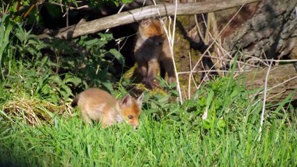 Kites & Harriers - A Deadly Circus in the Sky   Free Documentary Nature