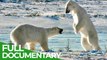Fighting for Endangered Species: Wildlife Moments Nature Documentary for Free