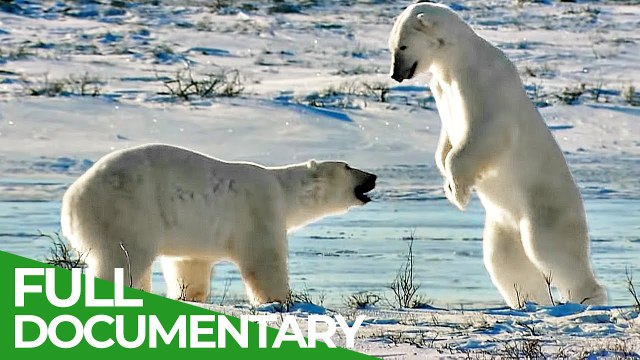 Fighting for Endangered Species: Wildlife Moments Nature Documentary for Free