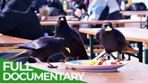 Keas & Crows - Genius Birds from Down Under   Free Documentary Nature