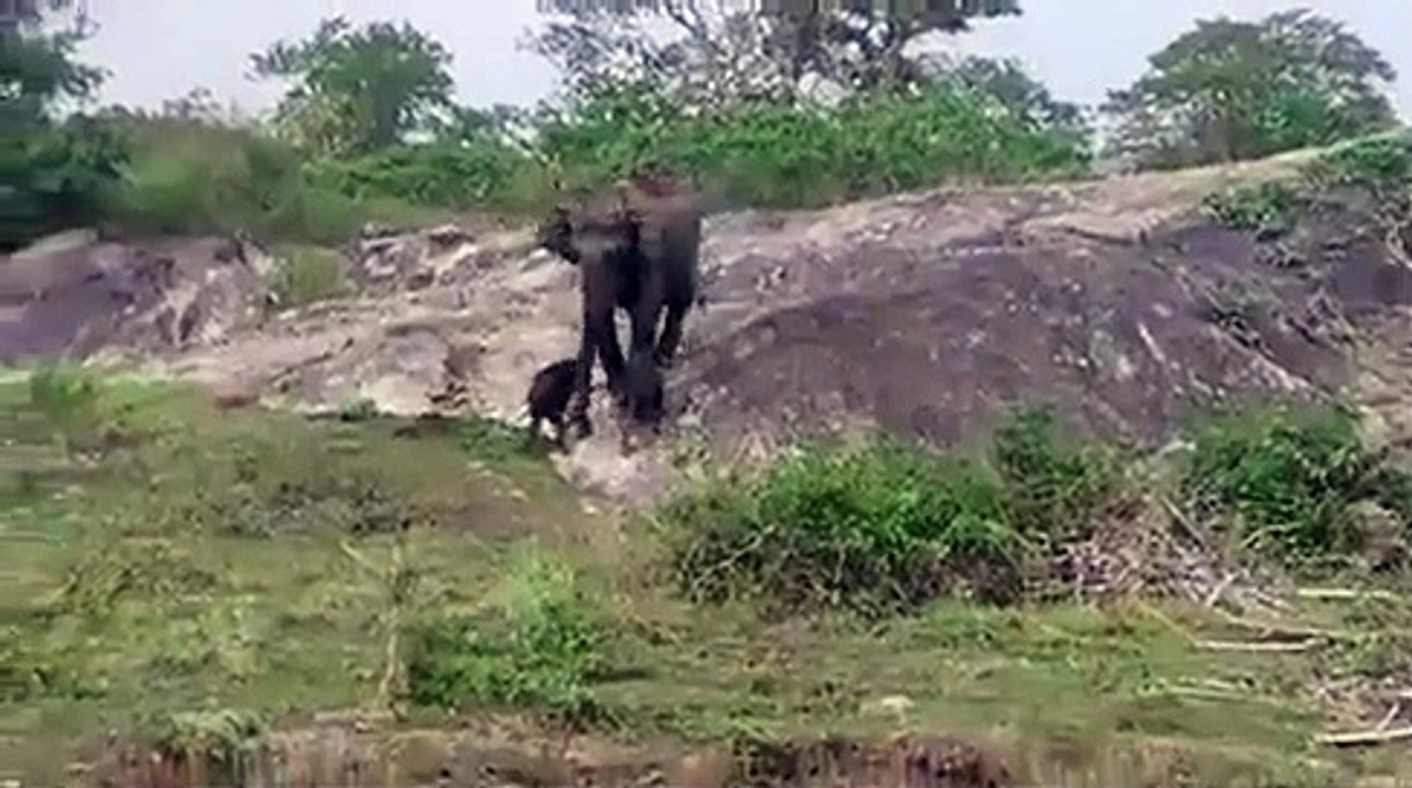राज्य में चार दशक में पहली बार हथिनी ने दिया जुड़वां बच्चों को जन्म