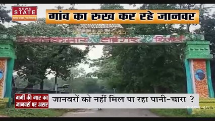 Chhattisgarh News : बढ़ती गर्मी से जंगली जानवर कर रहे गांवों की ओर रुख | Bilaspur News |