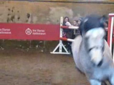 Etalons Poney Haras du PIn Mars 2008 SUULATIK'S VERSAGE 1