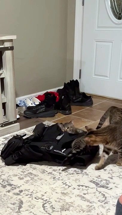 Felines of Law Enforcement