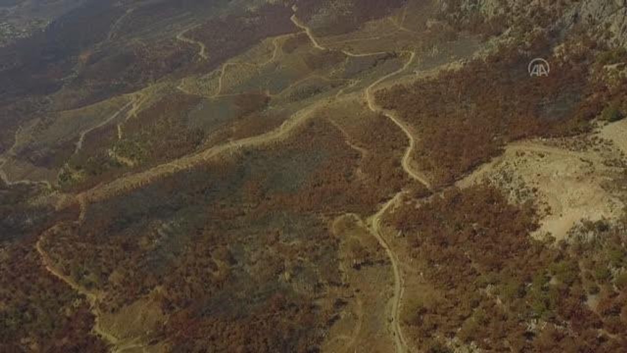 Yanan ormanlık alanlar fidan ve tohumla buluştu