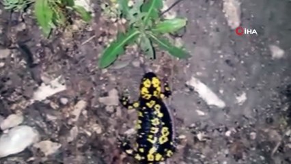 Nesli azaldığı için koruma altında! Yağışlarla birlikte ortaya çıktı, Tunceli’de görüntülendi