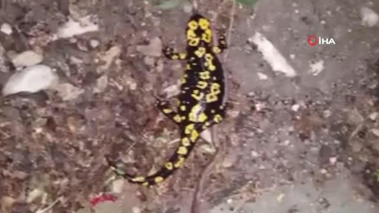 Tunceli'de benekli semender görüntülendi