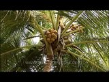 Coconut palm (Cocos nucifera) - tree of the palm family