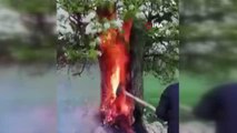 Yıldırım isabet eden ağaç alev aldı, vatandaş kürekle böyle söndürmeye çalıştı