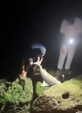 بالفيديو.. شاب يصطاد سمكة قرش بالصنارة في الدمام