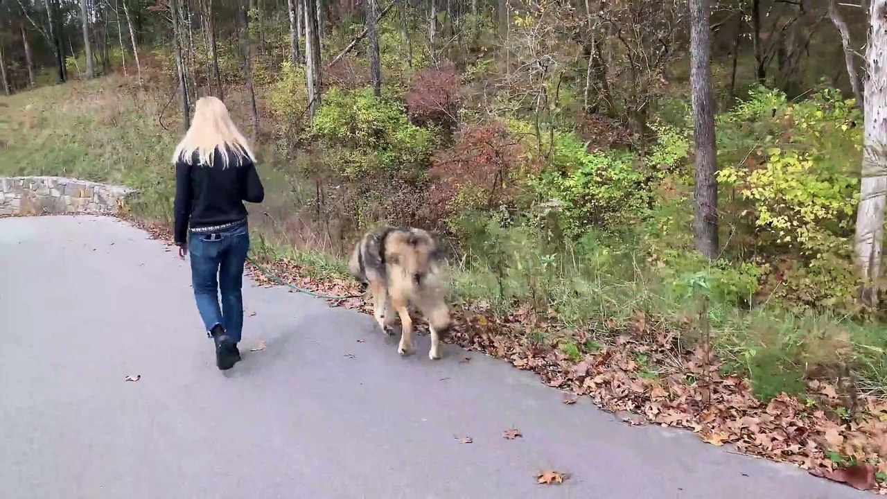 Reactions From People and Dogs While Walking