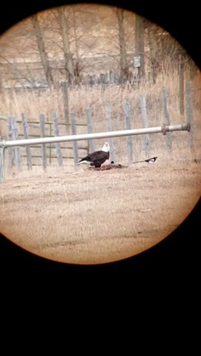 Bald Eagles Are Strong