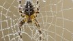 Male spiders leap away from females after having sex