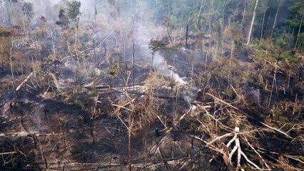 Diez campos de fútbol de bosque tropical primario destruidos cada minuto en 2021