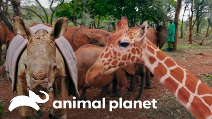 Guardería de animales silvestres | The Dodo: En busca de héroes | Animal Planet