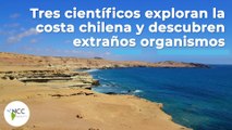 Tres científicos exploran la costa chilena y descubren extraños organismos | 443 | 2 al 8 mayo 2022
