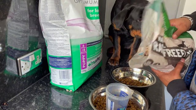 Feeding Our 5 Months Old Rottweiler Puppies