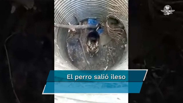 Policías y bomberos rescatan a perro que cayó en hoyo a 3 metros de profundidad